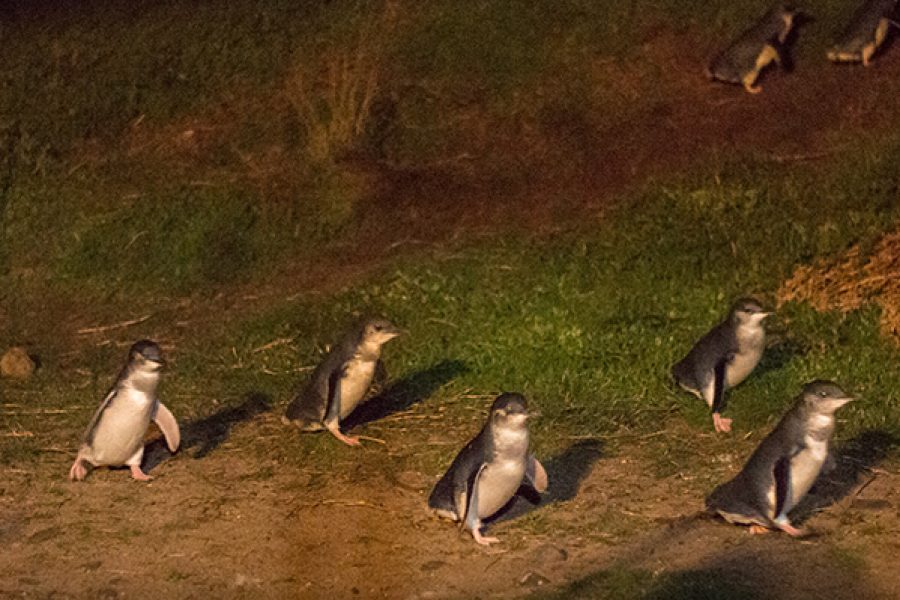 Phillip Island